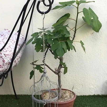 B&B O 36 Rempart Sud 3*